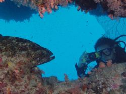Salomie and grouper taken at Ras Mohamed, Sinai with Olym... by Nikki Van Veelen 